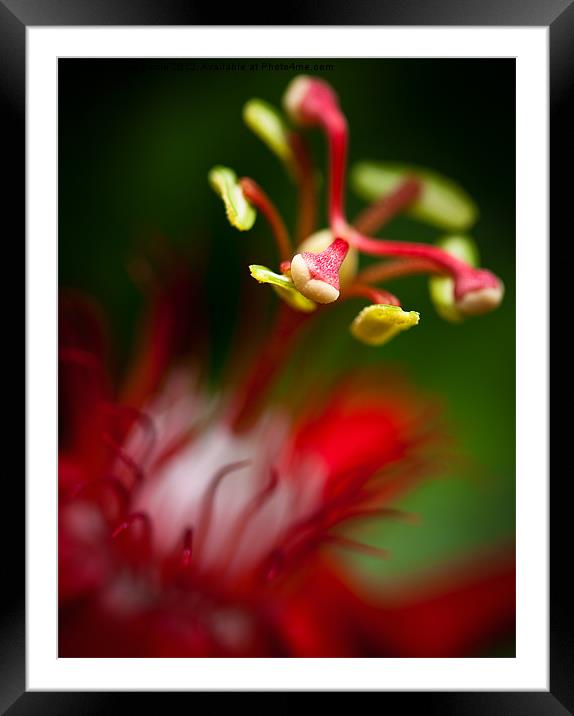 Passiflora flower Framed Mounted Print by Zoe Ferrie
