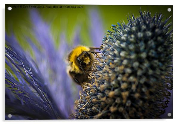 Macro of a bee Acrylic by Zoe Ferrie
