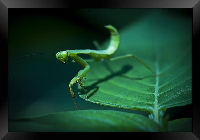 Walking Mantis Framed Print by Zoe Ferrie