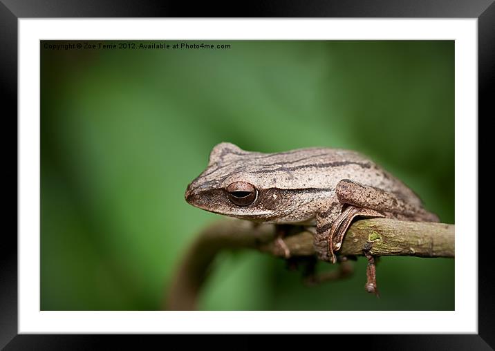 Malaysia Frog Framed Mounted Print by Zoe Ferrie