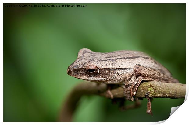 Malaysia Frog Print by Zoe Ferrie