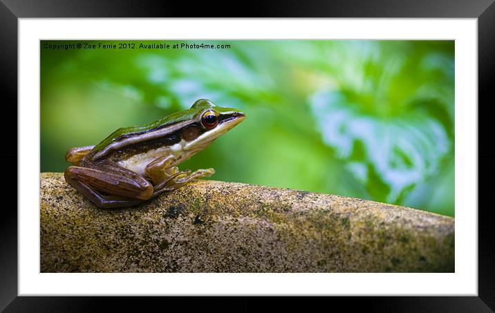 Common Greenback frog Framed Mounted Print by Zoe Ferrie