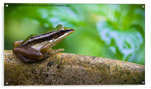 Common Greenback frog Acrylic by Zoe Ferrie