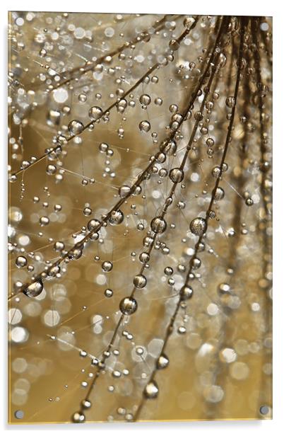 Golden Fairy Shower Acrylic by Sharon Johnstone