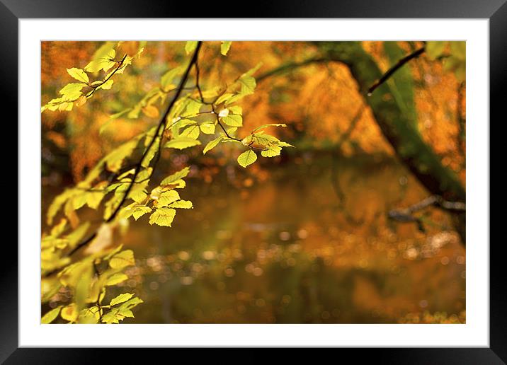 Autumn glow Framed Mounted Print by jane dickie