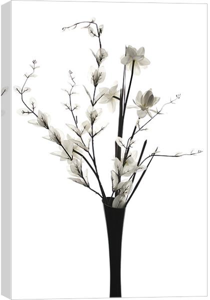White Flowers Canvas Print by Steve Purnell