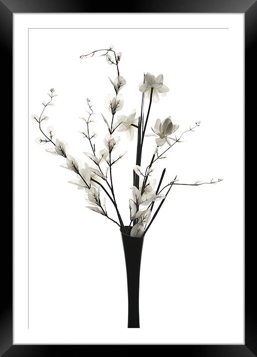 White Flowers Framed Mounted Print by Steve Purnell