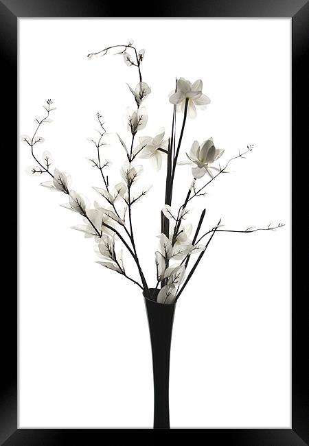 White Flowers Framed Print by Steve Purnell