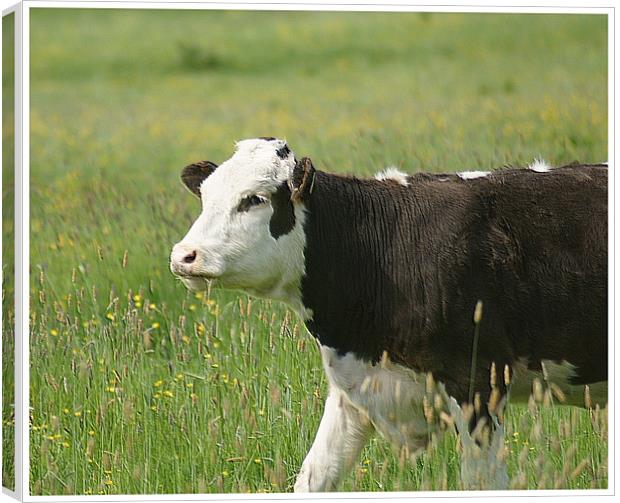 cow in field Canvas Print by jane dickie