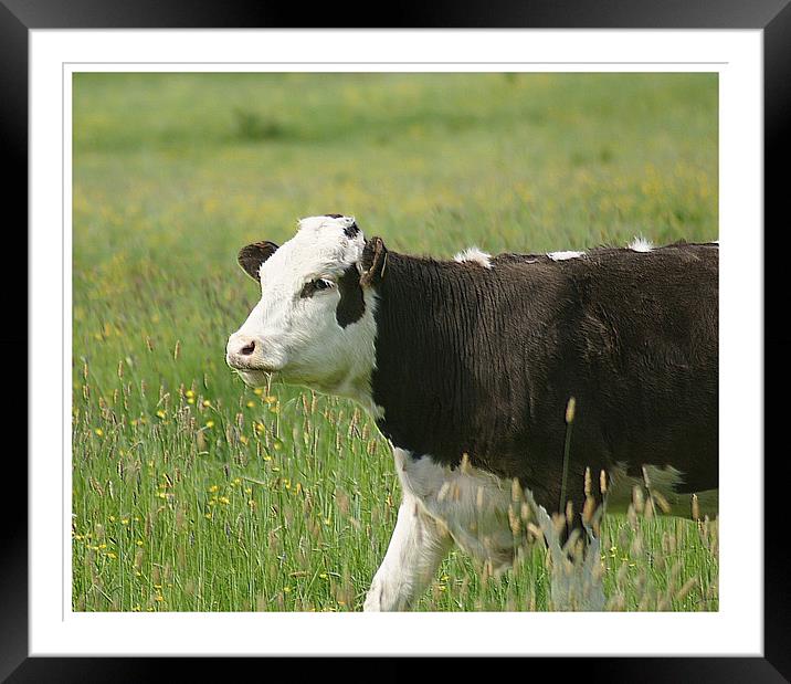 cow in field Framed Mounted Print by jane dickie