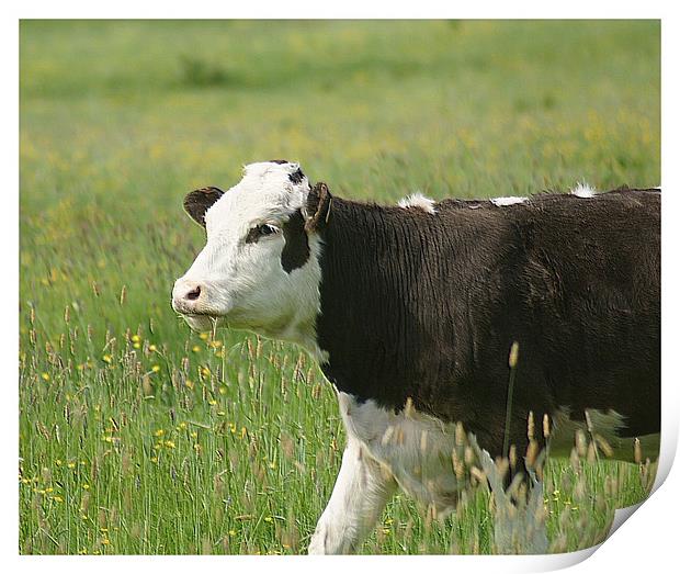 cow in field Print by jane dickie