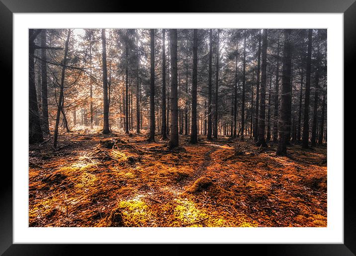 New Forest Autumn Framed Mounted Print by stuart bennett