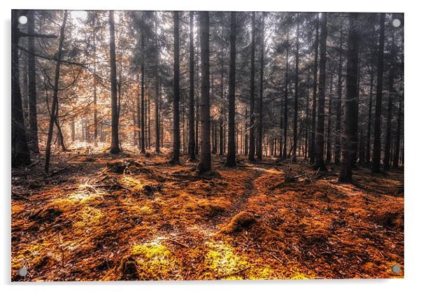 New Forest Autumn Acrylic by stuart bennett