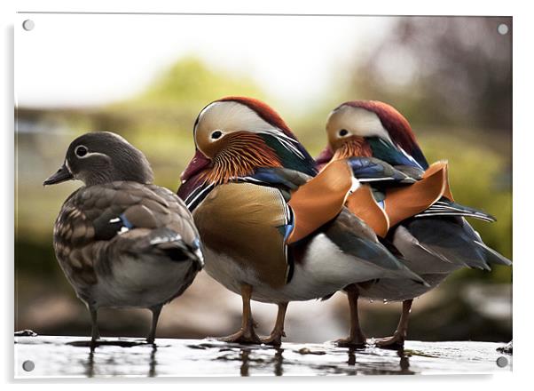 Mandarin Ducks Acrylic by Catherine Joll