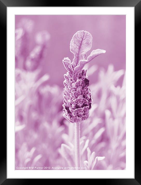 Lavender Calm Framed Mounted Print by M Palmer