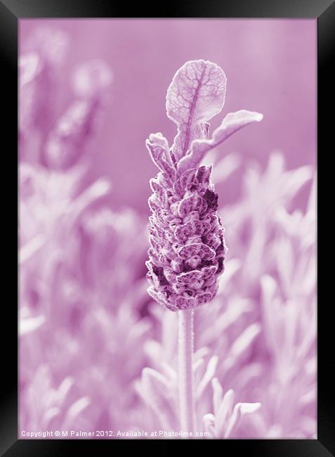 Lavender Calm Framed Print by M Palmer