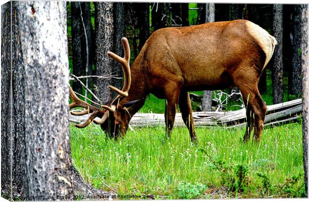Yellowstone Park Elk Canvas Print by Larry Stolle