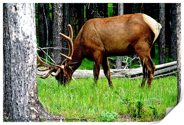 Yellowstone Park Elk Print by Larry Stolle