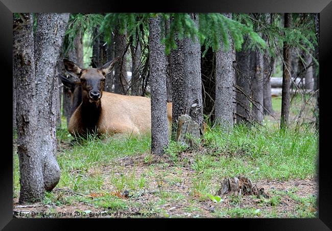 Yellowstone Park Cow Elk Framed Print by Larry Stolle