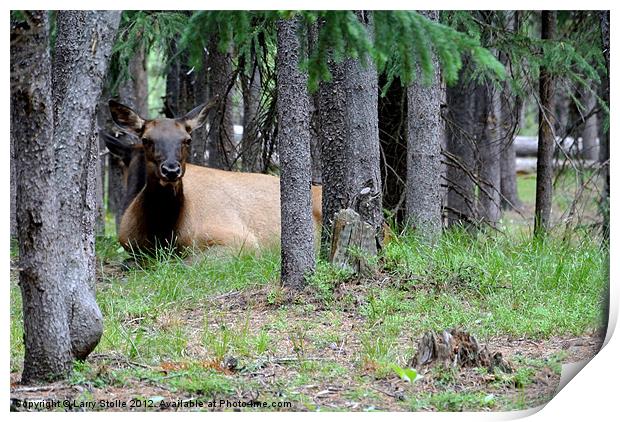 Yellowstone Park Cow Elk Print by Larry Stolle
