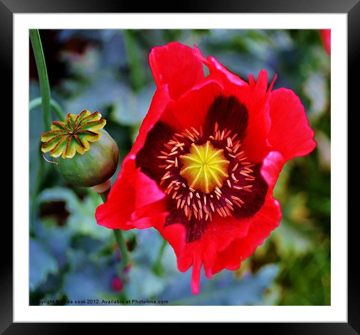 tribute to the fallen. Framed Mounted Print by linda cook