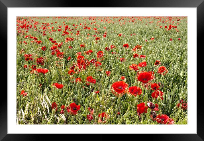 field of poppies Framed Mounted Print by Dawn Cox
