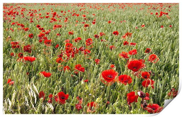 field of poppies Print by Dawn Cox