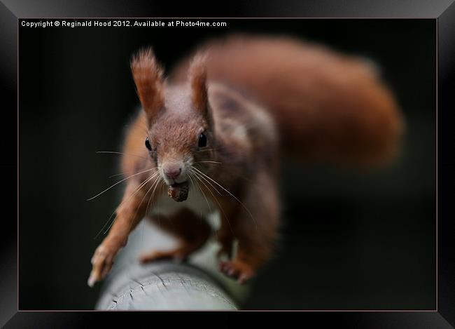 Red Squirrel Framed Print by Reginald Hood