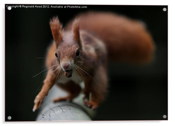 Red Squirrel Acrylic by Reginald Hood