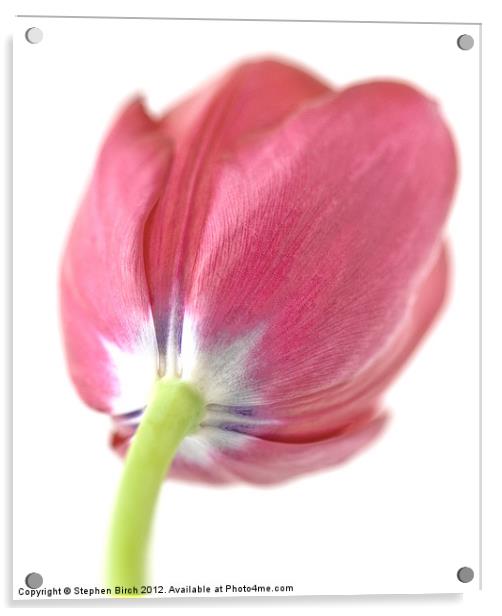 Soft pink Tulip Acrylic by Stephen Birch
