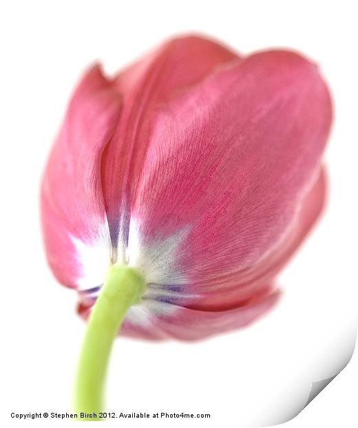 Soft pink Tulip Print by Stephen Birch