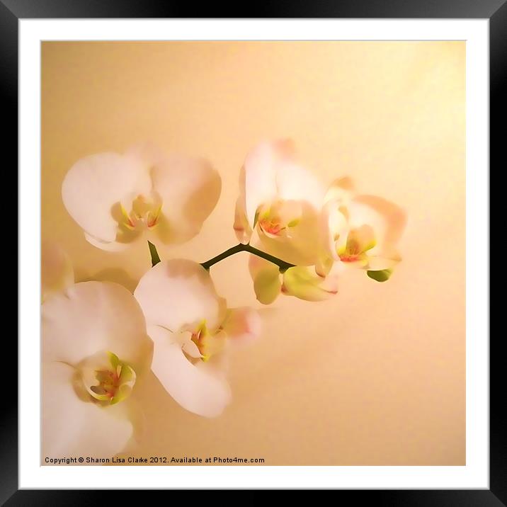 Orchid Framed Mounted Print by Sharon Lisa Clarke