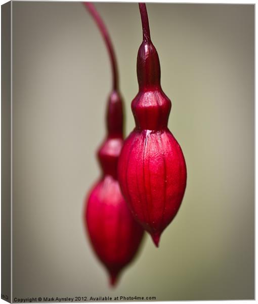Fuchsia buds. Canvas Print by Mark Aynsley