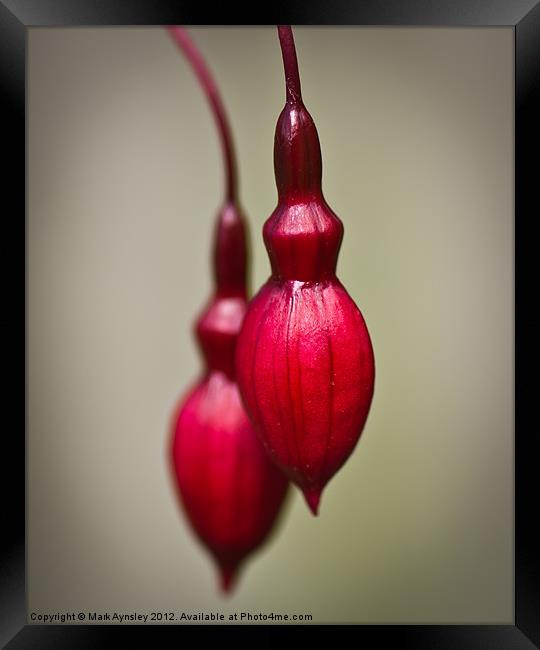 Fuchsia buds. Framed Print by Mark Aynsley