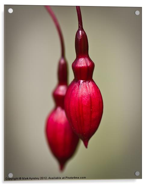 Fuchsia buds. Acrylic by Mark Aynsley