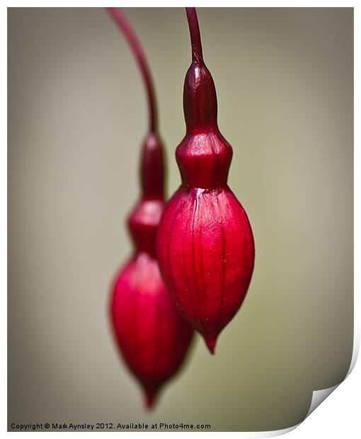 Fuchsia buds. Print by Mark Aynsley