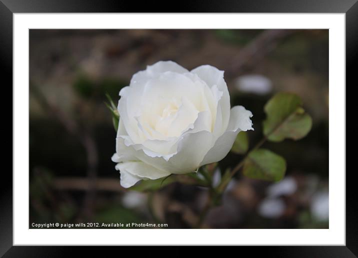 White Rose Framed Mounted Print by paige wills