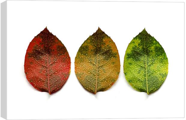 red, amber and green (3 leaves) Canvas Print by Heather Newton