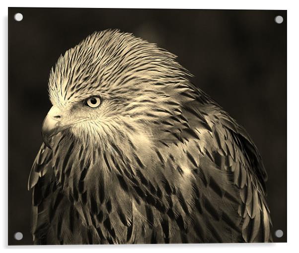 Birds of Prey Acrylic by Michelle Bonsor