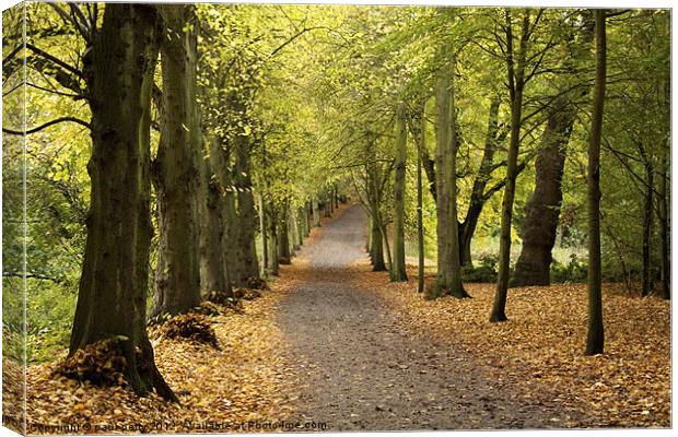 Lime Tree Avenue Canvas Print by paul petty