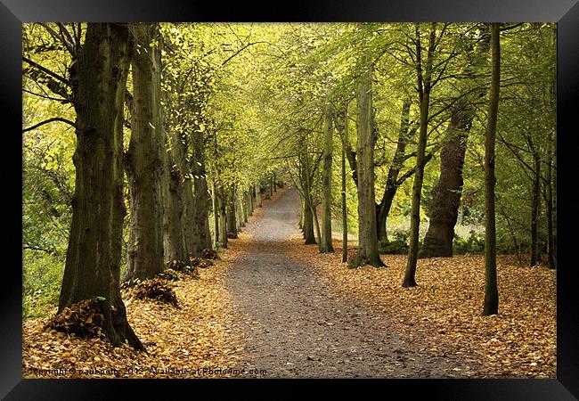 Lime Tree Avenue Framed Print by paul petty