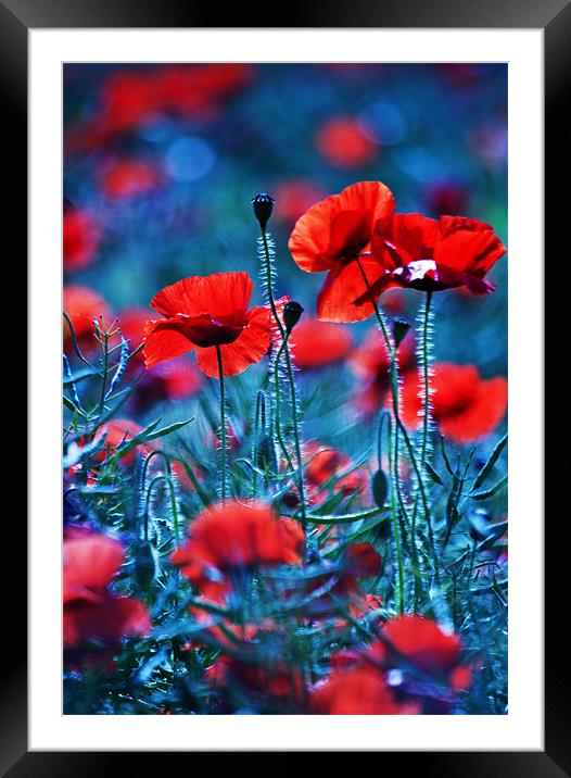 Colourful contrast Framed Mounted Print by Dawn Cox
