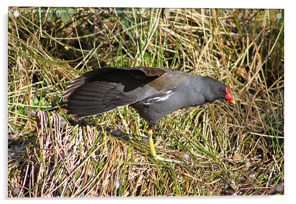 Moorhen Stretching Out By Cromford Canal Acrylic by Vanna Taylor