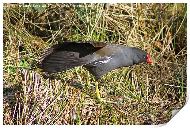 Moorhen Stretching Out By Cromford Canal Print by Vanna Taylor