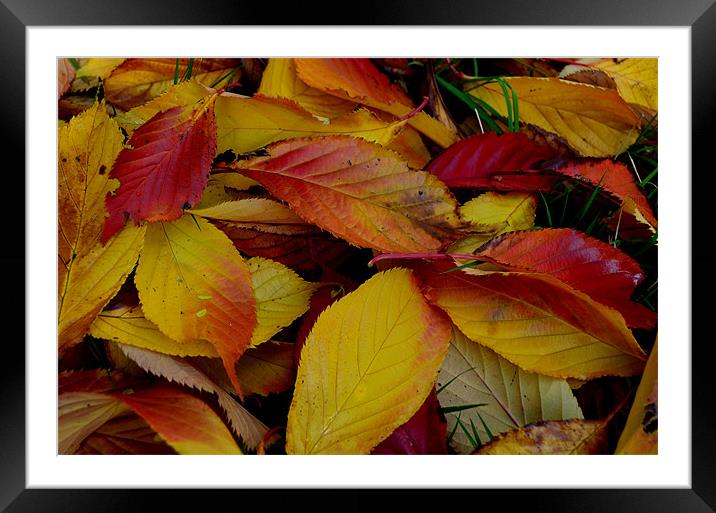 Autum Framed Mounted Print by barbara walsh