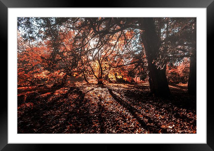 Late Autumn Shadows Framed Mounted Print by stuart bennett