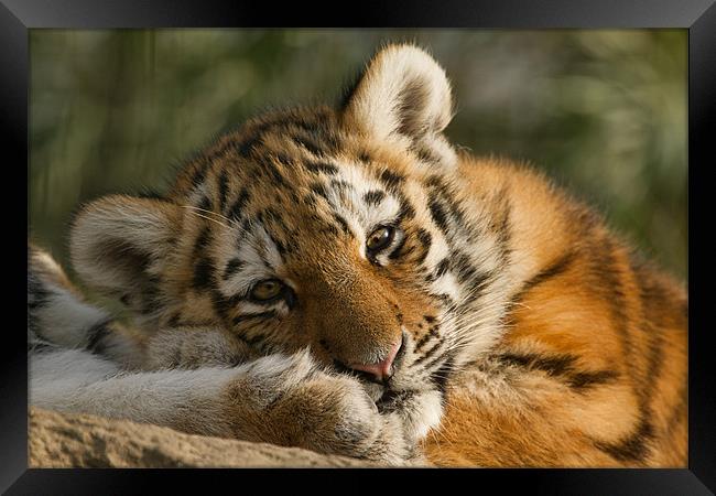 Amur Tiger Cub Framed Print by Val Saxby LRPS