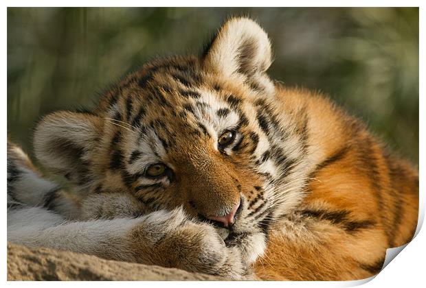 Amur Tiger Cub Print by Val Saxby LRPS