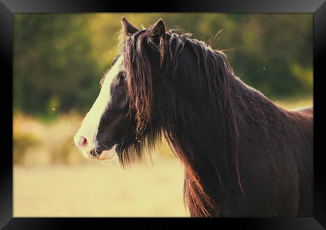 Horse in Meadow Framed Print by Dawn Cox