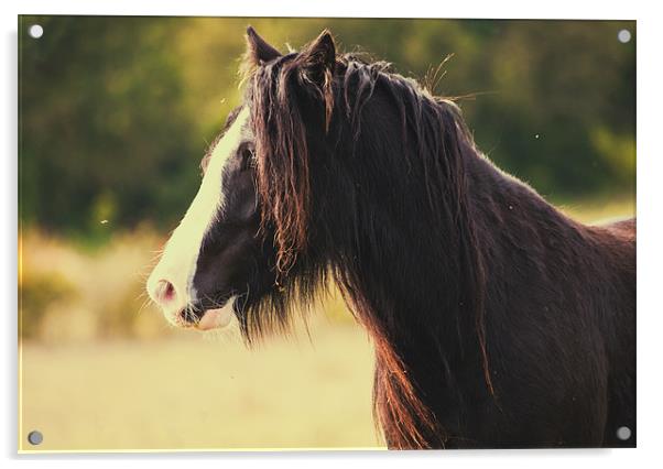 Horse in Meadow Acrylic by Dawn Cox
